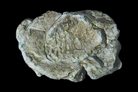 C1237