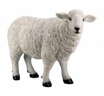 Sheep (8)