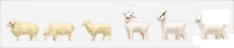 Sheep and Goats (3)