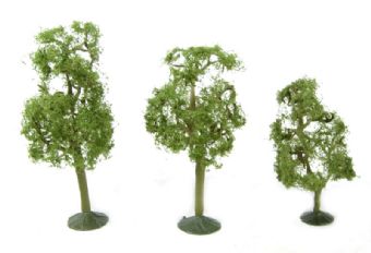 3" - 4" Sycamore Trees - Pack Of 3