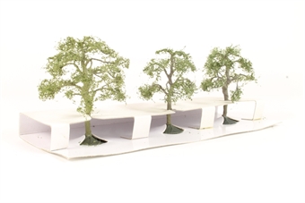 2"-".25 Premium Live Oak Trees