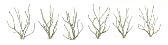 Mountain Gum 1.5'' Pro A