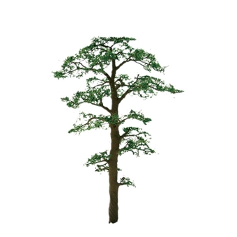 Scots Pine 1'Pro 6Pk