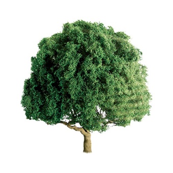 Professional Series Oak Tree 5"
