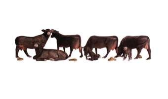 Black Angus Cows