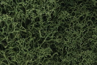 Lichen - Medium Green