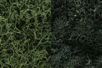 Lichen - Dark Green Mix