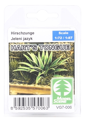 Hart's-tongue plants - pack of two sheets