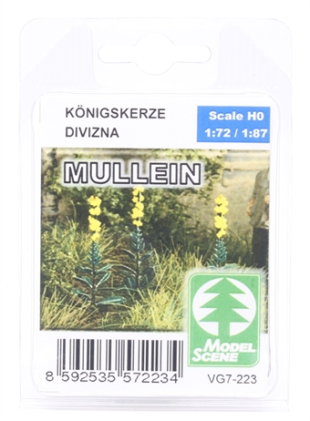 Mullein plants - pack of 11