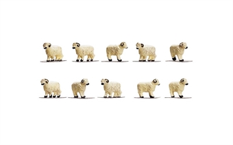 Sheep - pack of ten