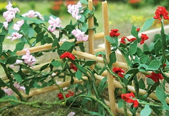 Climbing roses - pack of 6