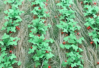 Strawberry plants - pack of 18