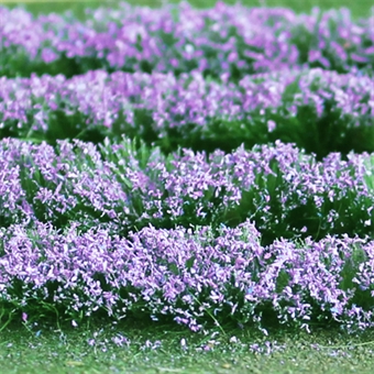 Lavender flowers - grass mat - 155mm x 25mm