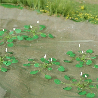 Water Lillies - pack of 10