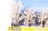 Winter Trees