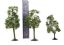 3" - 4" Sycamore Trees - Pack Of 3