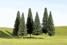 3" - 4" Pine Trees - Pack Of 9