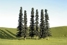 Pack of 36 x 2" - 4" Conifers