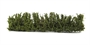 Hedge (Country) 170mm x 1