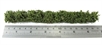 Hedge (Large) 170mm x 1