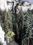 X-Large Redwood Trees, 22-24" - pack of 2