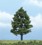 4" Sweetgum Tree - Pack Of 1